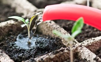 Comment arroser les plants de tomates