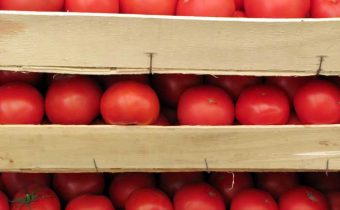 tomates en boîtes