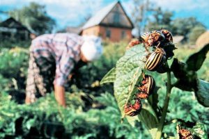 Colorado potato beetle