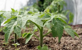 iodine for tomatoes