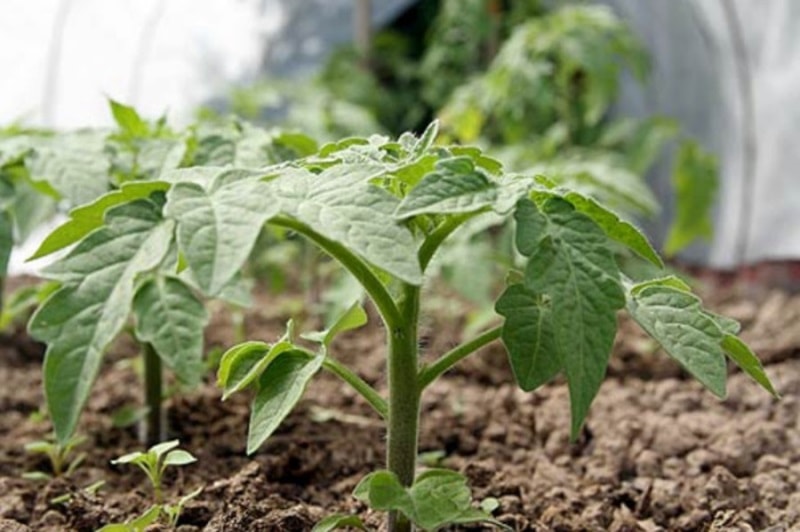 iodine for tomatoes