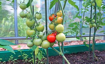 Tomatoes in the greenhouse