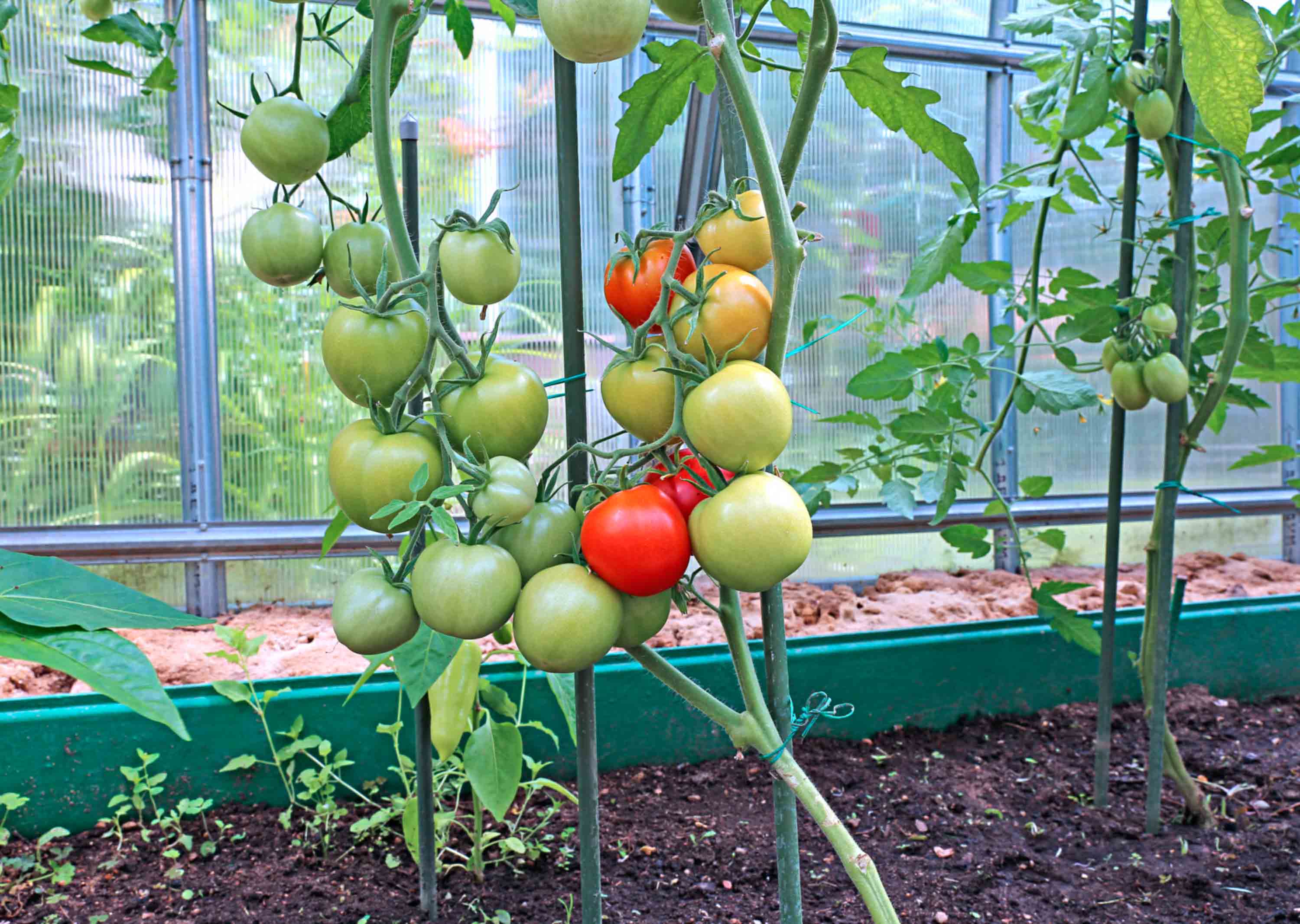 Tomaten kweken in een kas van polycarbonaat: de geheimen van planten en ...