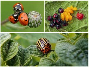 Kaaway ng colorado potato beetle