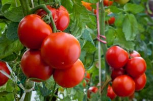 Potash fertilizers for tomatoes