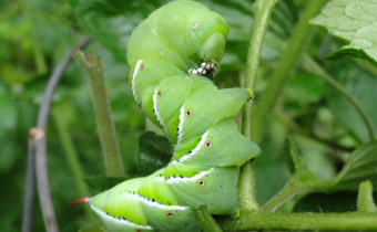 Caterpillar