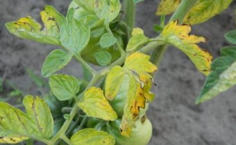 yellow spots on the leaves