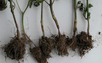 Root rot