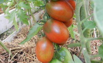 tomatoes