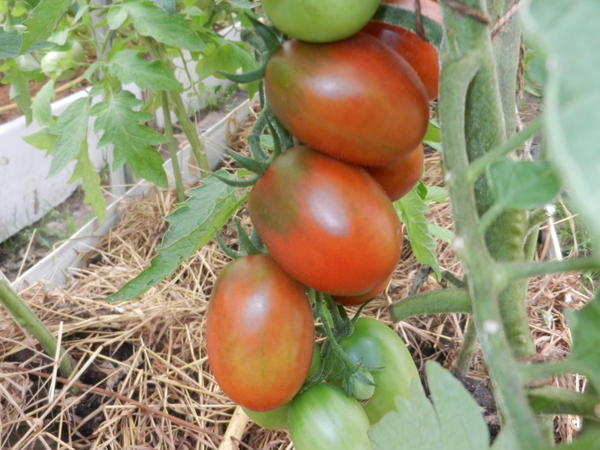 tomatoes