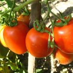 red tomatoes