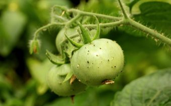 midges on tomatoes