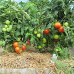 mulching tomatoes in the greenhouse