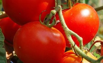 ripe tomatoes