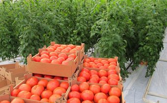 tomatoes in the greenhouse