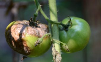 black tomatoes