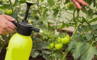 Processing tomatoes trichopol