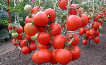 ossi per il pomodoro