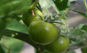 green tomatoes