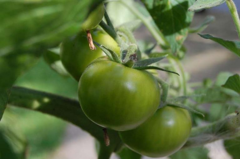 green tomatoes