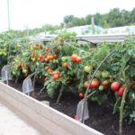 boîtes de faîte pour tomates