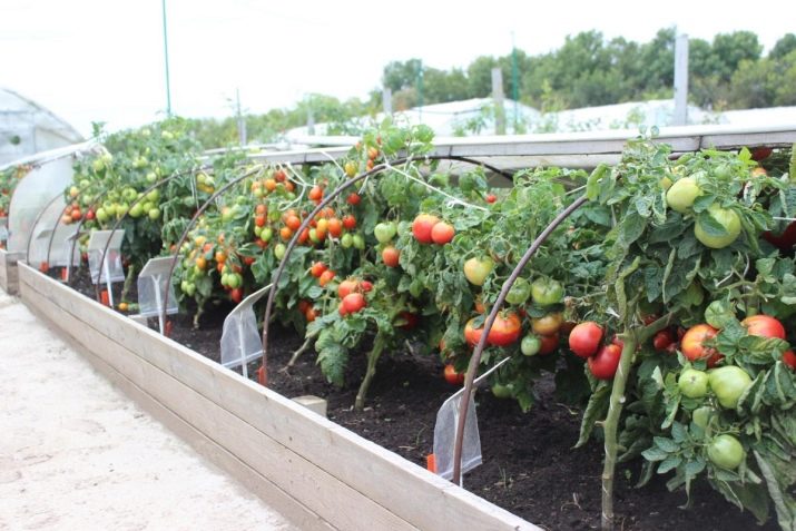 scatole di colmo per pomodori