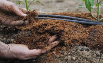 compost et tomates