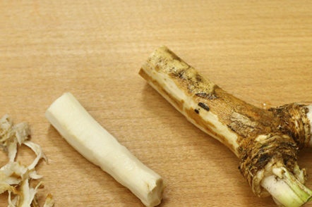 horseradish