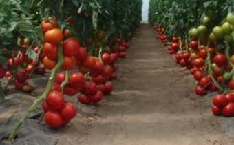 soin des tomates en automne