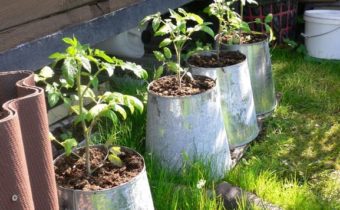 tomatoes in buckets