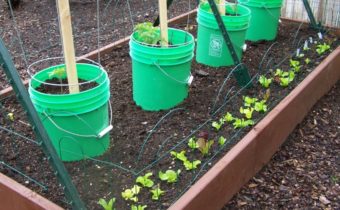 growing in buckets