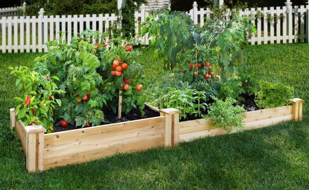 Tomates selon la méthode de Metlider