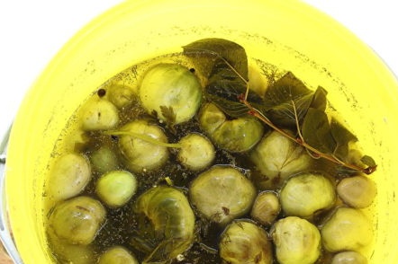 salted tomatoes in a bucket