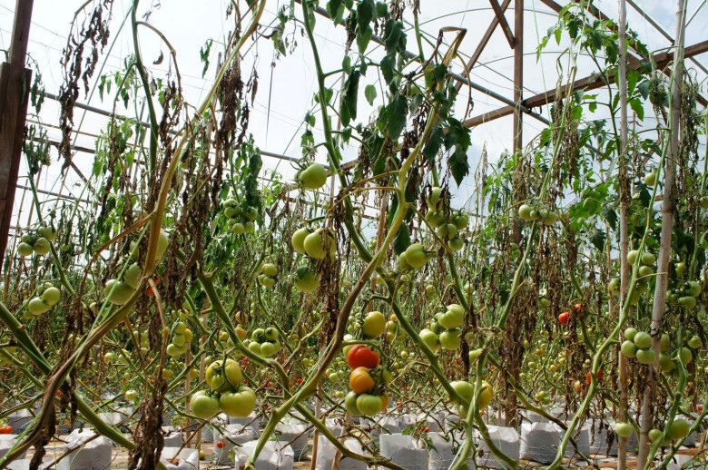 i pomodori si sono bruciati