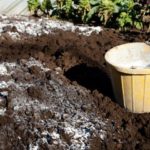 soil liming under tomatoes