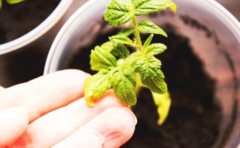 Tomato seedlings thin and long