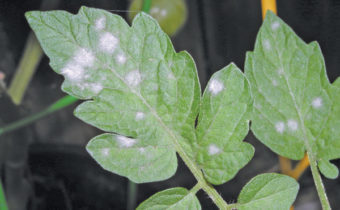 taches blanches sur les feuilles