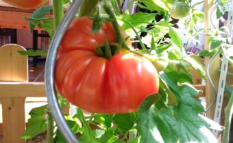 tomato giants resistant to late blight