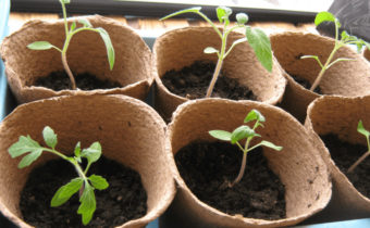 plants de tomates en pots