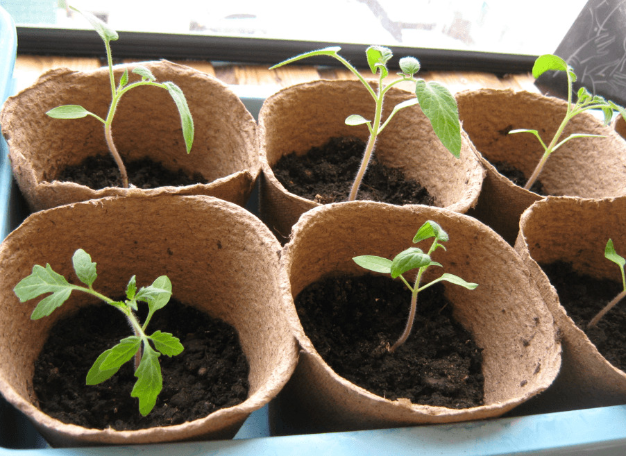 plants de tomates en pots