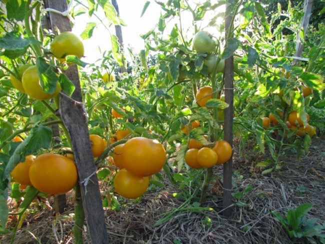 סופגנייה מתוקה עגבניות