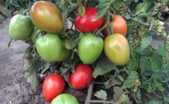 tomates sur un buisson