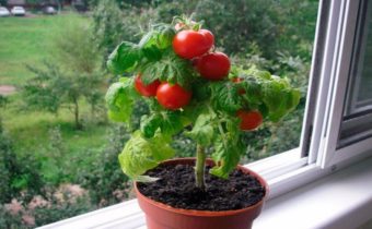 Dwarf varieties of tomatoes that do not require staking