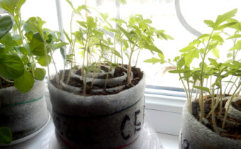 seedlings in rolls