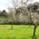 gli alberi di mele stanno fiorendo