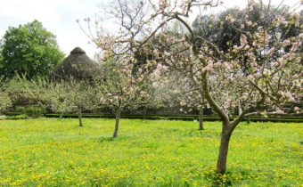 apple trees are blooming