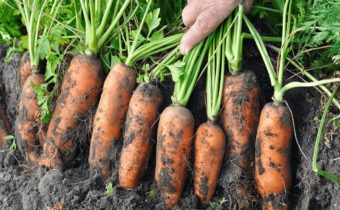 carota in giardino