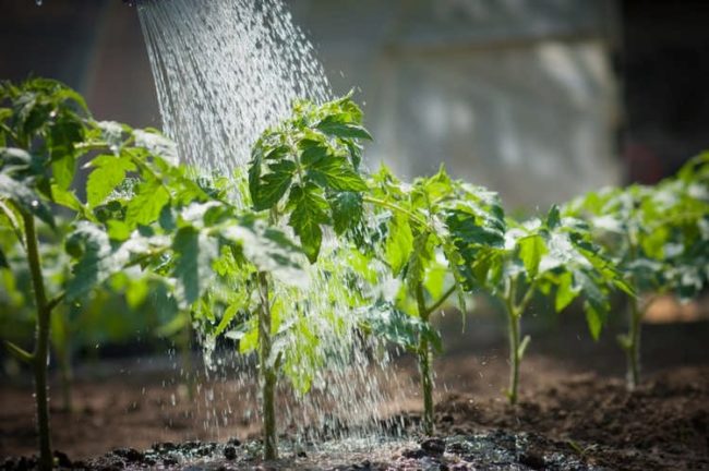 when to transplant tomatoes