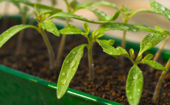 seedlings