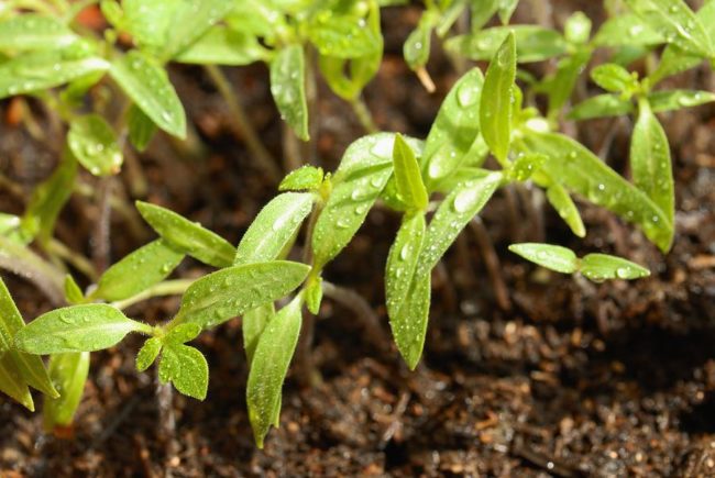 when to transplant tomatoes